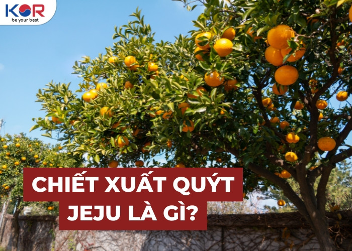 Quýt Hallabong đặc sản đảo Jeju Hàn Quốc